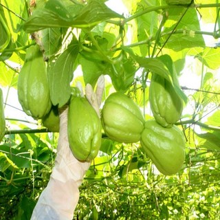 Su Su Giống