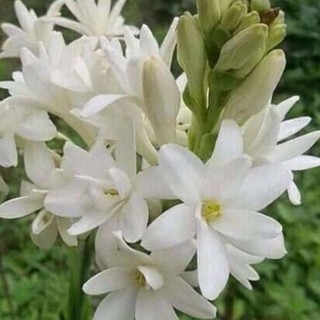 HOA LAN HUỆ TA