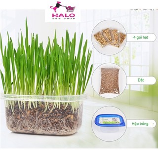 HỘP TRỒNG CỎ MÈO NHỰA