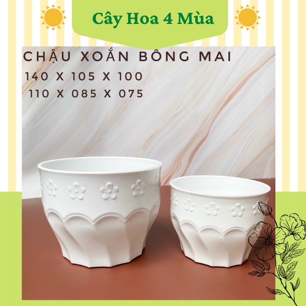 Chậu nhựa xoắn bông mai trồng cây hoa sen đá mini cực xinh kèm đĩa lót
