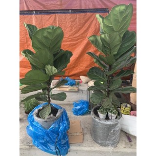 Cây Bàng Singapore loại trung