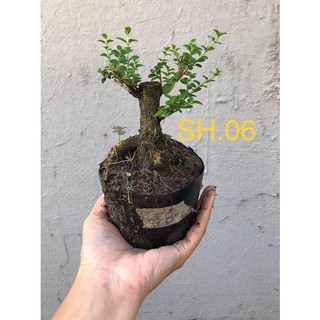sam 86 , sam hương , sam núi ( sam trái)