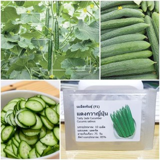Hạt giống dưa chuột lai thái lan 10 hạt