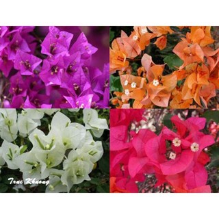 Xả vườn hoa giấy mỹ cây 50-70cm