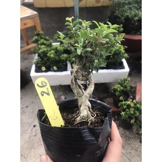 Hồng ngọc mai mini bonsai