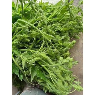Hạt giống Bí siêu ngọn 20gr, ngọn to mập