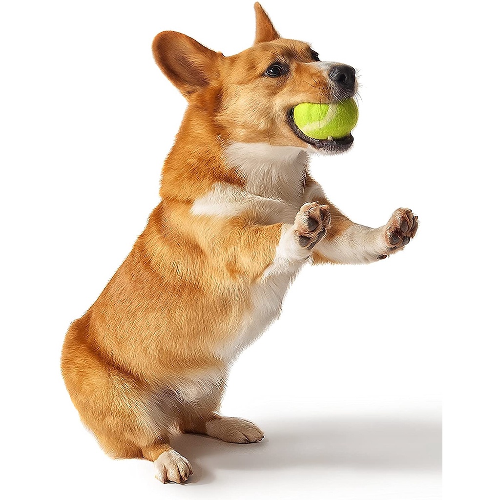 Bóng tennis dành cho trẻ em vui chơi và thú cưng
