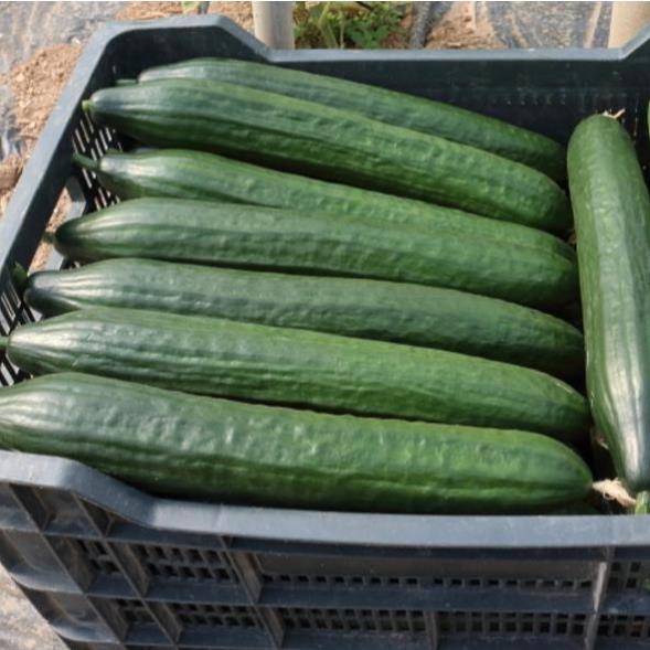 Hạt giống dưa leo Unagi F1 nhật bản siêu trái