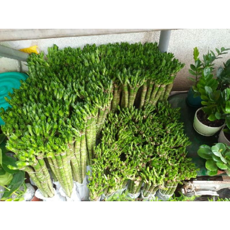 Phát Tài Thủy Sinh