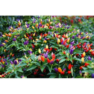 30 hạt giống ớt chỉ thiên mix mầu trông tiểu cảnh