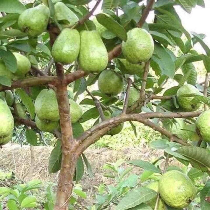 Phân bón CHUYÊN CÂY ỔI lớn trái nhanh, ngọt trái, giòn cơm, nặng ký, bóng đẹp trái hiệu quả gói 1Kg