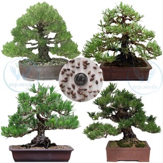 Hạt giống Thông đen nhật bản 5 hạt