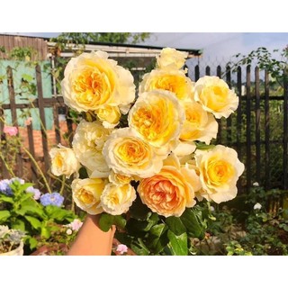 Hoa hồng Beatrice Rose - hồng bụi, hoa thơm
