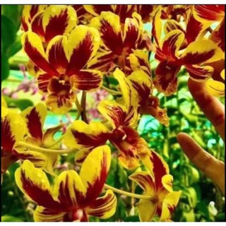 Hoa lan cờ đỏ xổ chớp 5% chậu phi 12
