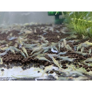 phân nền control soil nuôi tép