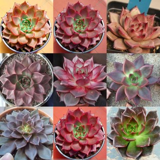 100 hạt giống sen đá kim cương nhiều mầu