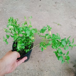 Cây bạc hà chocolate mint