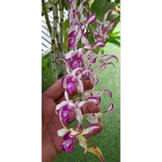 Den dro king hổ mang chớp