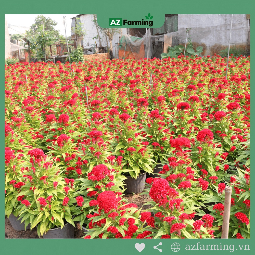 Hạt Giống Hoa Mào Gà Búa - Gói 300 Hạt - AZ Farming