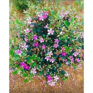 Cây Sim Tím Rừng Siêu Quả, Hương Vị Tự Nhiên, Tốt Cho Sức Khỏe Và Dễ Trồng, Phù Hợp Nhiều Vùng Miền