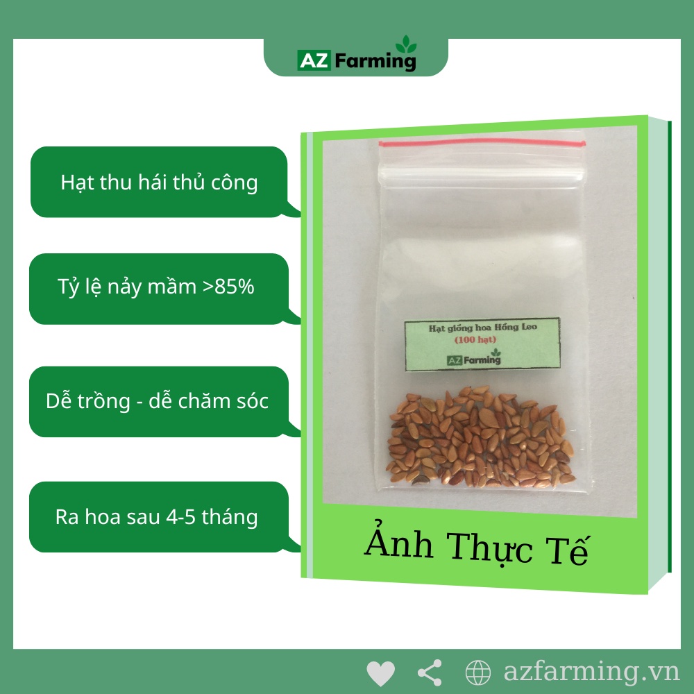 Hạt Giống Hoa Hồng Leo - Gói 100 Hạt - AZ Farming