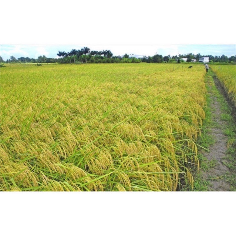 Gạo Nếp Nhung Hàng Ngon Chuẩn Sạch 100% MF375