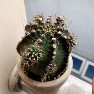 Cụ xương rồng Gymno form trụ ngang 9cm cao 8cm