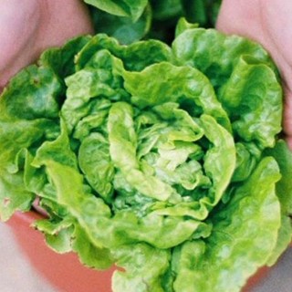 Hạt giống xà lách mỡ 100 hạt