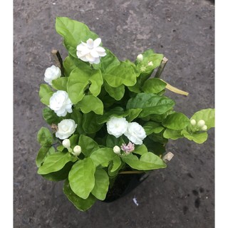Chậu cây Lài Trà