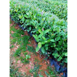 Cây Sim Tím Rừng Siêu Quả, Hương Vị Tự Nhiên, Tốt Cho Sức Khỏe Và Dễ Trồng, Phù Hợp Nhiều Vùng Miền