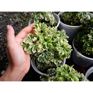 Cây đinh lăng - kiểng lá, thảo mộc decor sân vườn, nội thất, dễ trồng