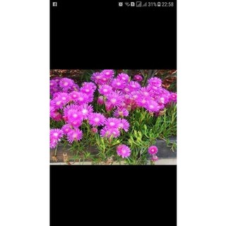 Cây Giống Hoa MƯỜI GIỜ NHẬT (1 bó 20 cây)