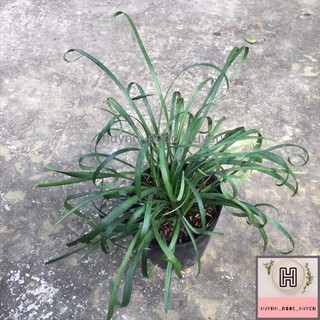 Chậu ngãi kéo khách