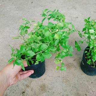 Cây bạc hà chocolate mint