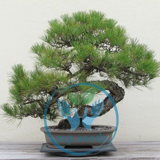 Hạt giống Thông đen nhật bản 5 hạt