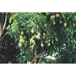 Cây giống Xoài Thanh ca  [ Giống GHép cho trái sớm - quả vàng - trồng chậu được].