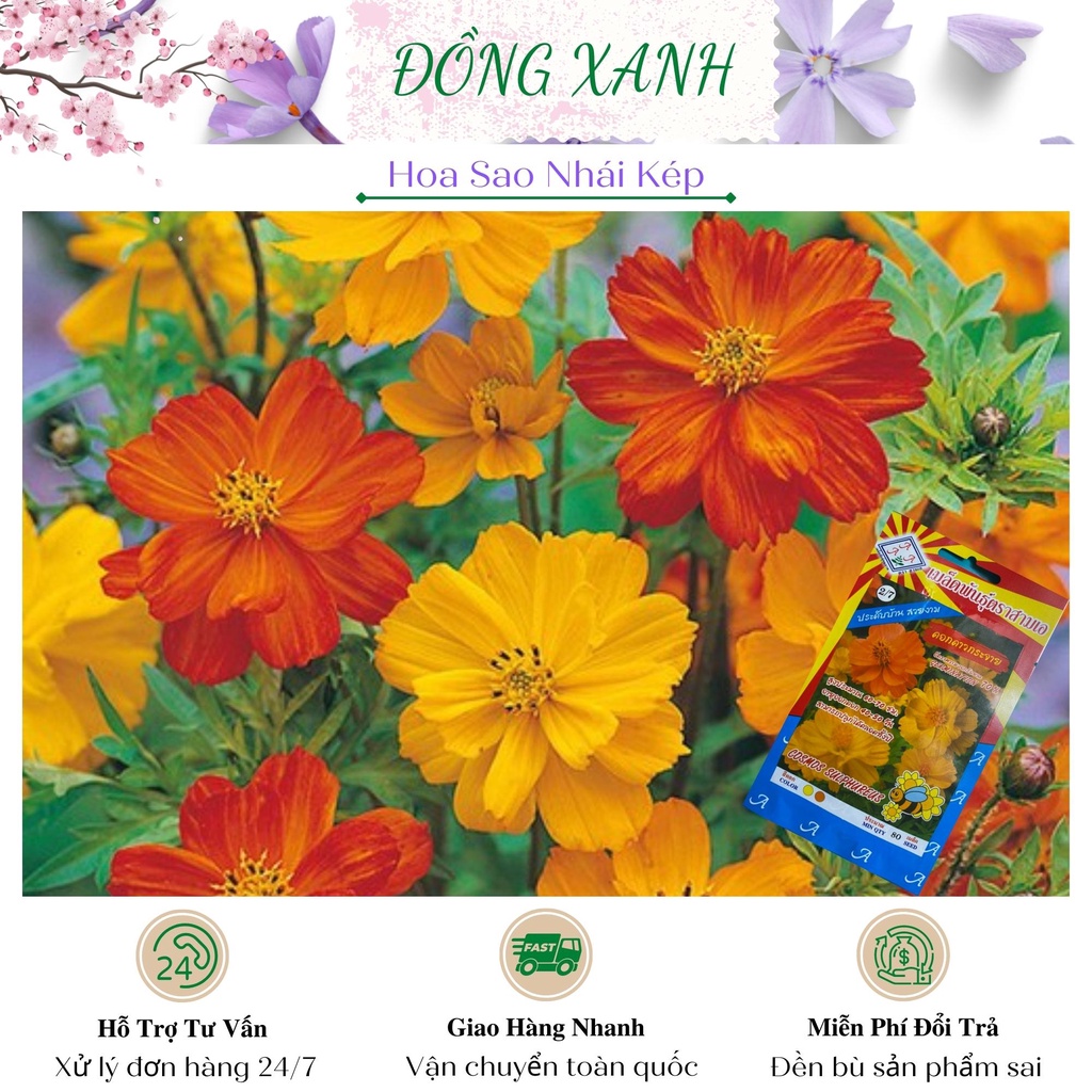 Hạt giống hoa sao nhái kép vàng đỏ Đồng Xanh nhập khẩu Thái Lan gói 80 hạt