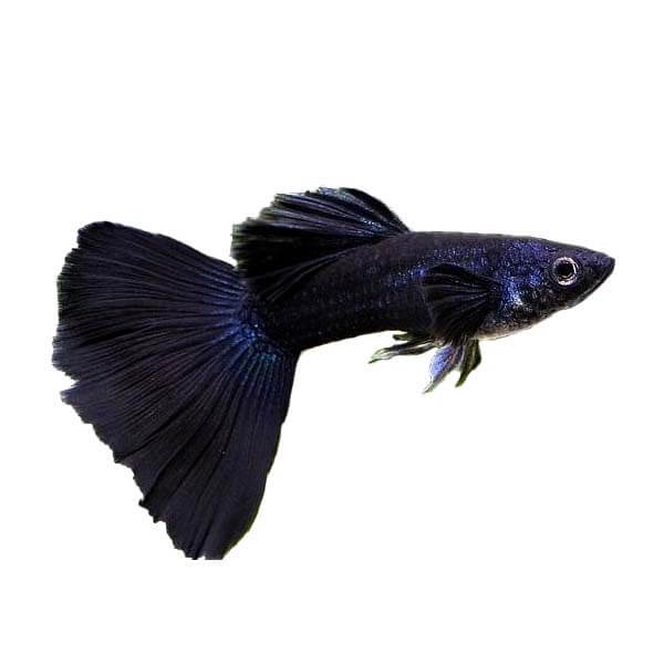Combo 1 cặp Full BLACK