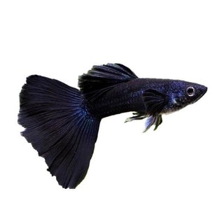 Combo 1 cặp full black