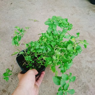 Cây bạc hà chocolate mint