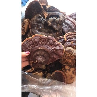 1kg nấm linh chi rừng