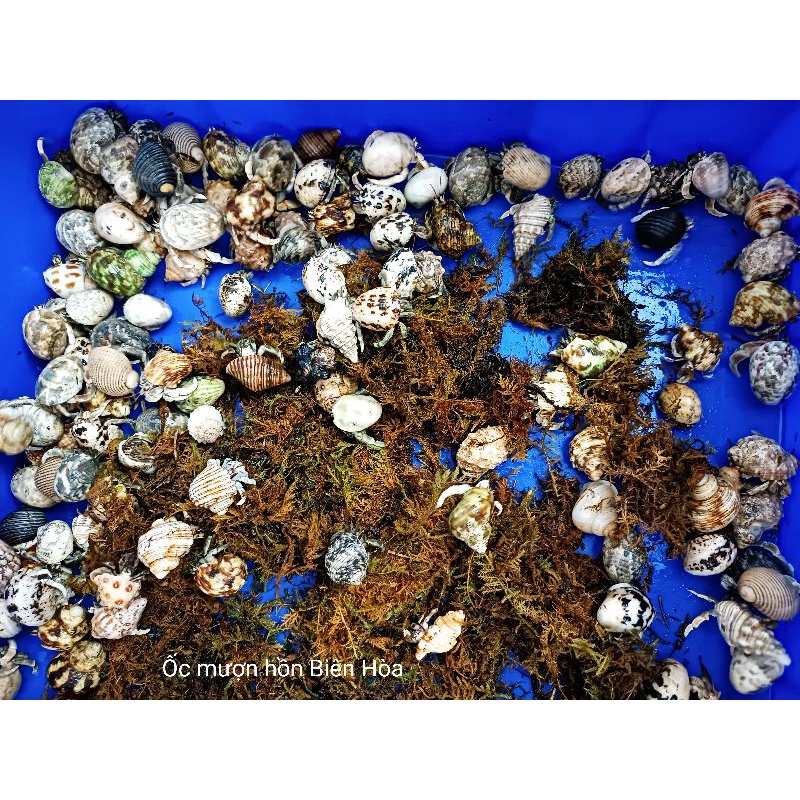 5 Mô hình Rugo size baby dễ thương màu sắc ngẫu nhiên.