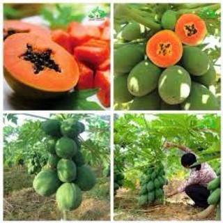 Hạt giống các loại đu đủ - 1 gói