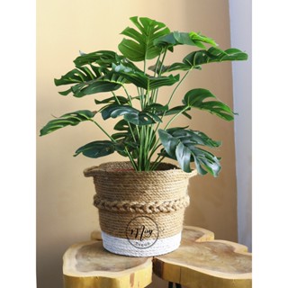 [Cây giả] Chậu cây lá Rùa cây kèm chậu đất nung cao 55cm