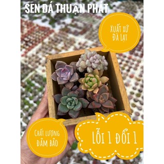 combo 5 sen đá mini 2-2,5cm, lựa chọn ngẫu nhiên khác nhau, siêu đẹp siêu kute, lỗi 1 đổi 1