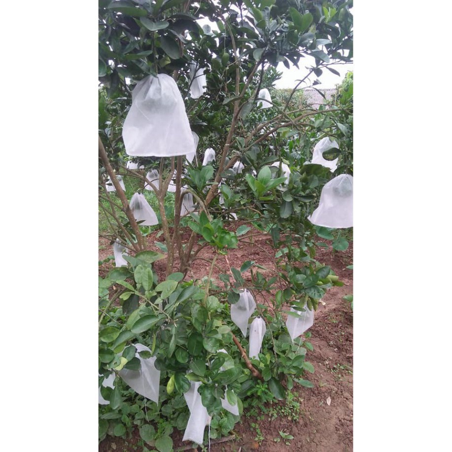 100 Túi 16x21cm Túi Bọc Hoa Quả Ổi, Bơ, Xoài Na... Có Dây Buộc - NGUOI LAM VUON