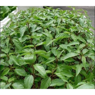 Hạt giống Rau Đay Đỏ