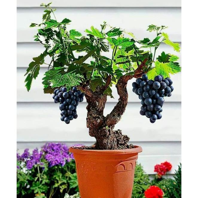 20 hạt giống nho lùn bonsai đài loan ngọt sai trái