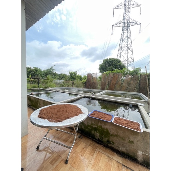 Cám Cá Vàng Củ Chi Goldfish