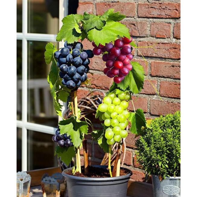 20 hạt giống nho lùn bonsai đài loan ngọt sai trái